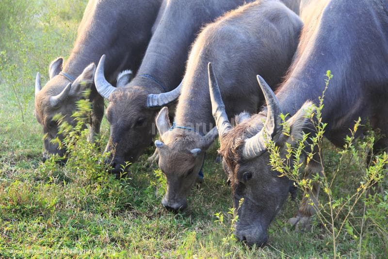 Kerbau diumbar di padang rumput di sekitar Brown Canyon.<br>