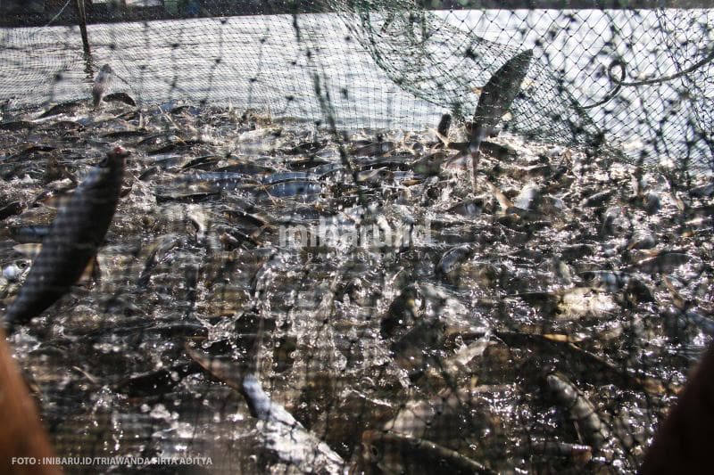 Ikan bandeng berlompatan ketika hendak dipanen.<br>