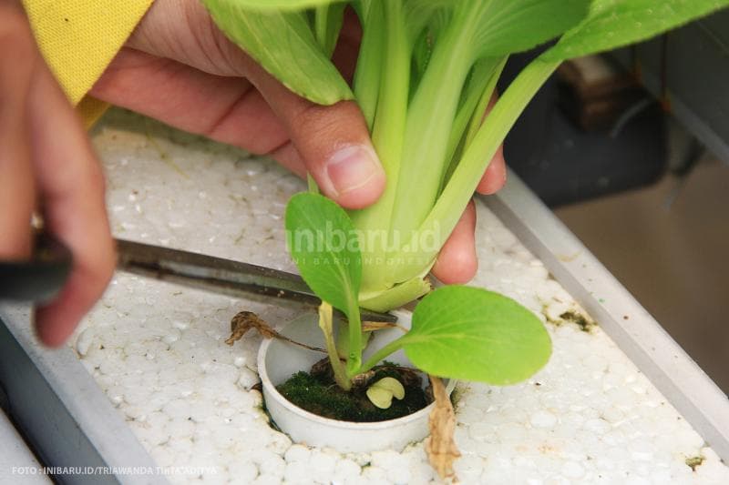 Pertanian hidroponik menjadi salah satu teknologi yang mungkin cukup menarik bagi kaum milenial, khususnya di kawasan perkotaan.<br>