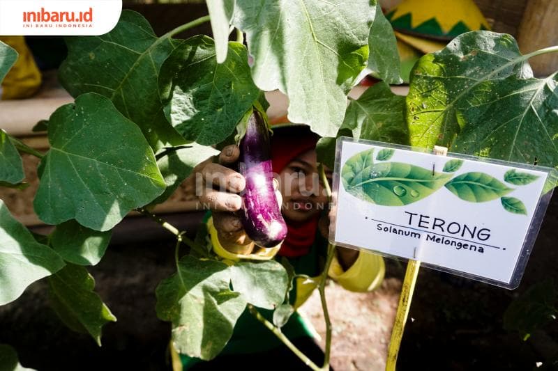 Menjaga Ketahanan Pangan ala Warga Pedalangan Kota Semarang
