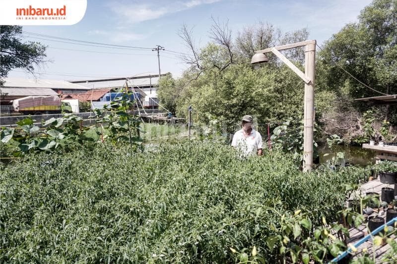 Sukses Bertani Palawija Ala Warga Trimulyo, Tetap Panen Kendati Lahan Kurang Bersahabat