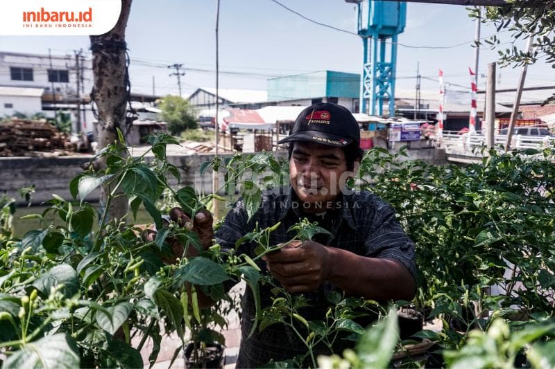 Parmin memamerkan lombok hasil penanaman warga RT 5 Kelurahan Trimulyo, Terboyo. (Inibaru.id/ Audrian F)<br>