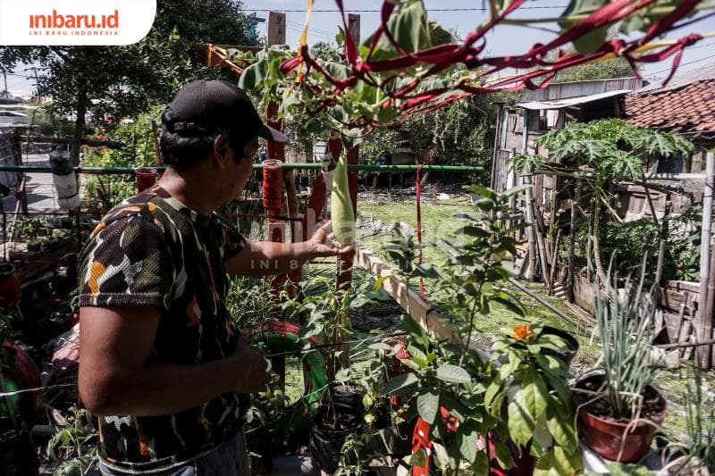 Pertanian pesisir ini juga berguna mengurangi kekumuhan. (Inibaru.id/ Audrian F)<br>