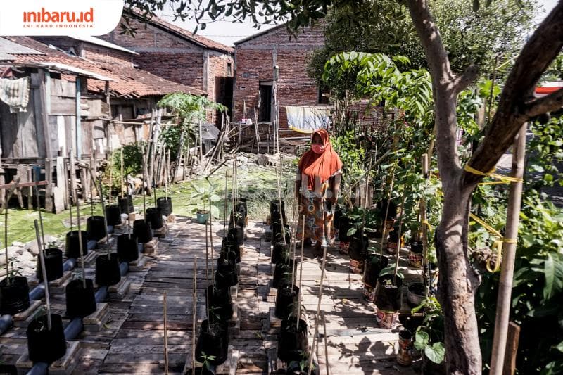 Calon tumbuhan yang telah ditanam dengan metode semi hidroponik. (Inibaru.id/ Audrian F)<br>