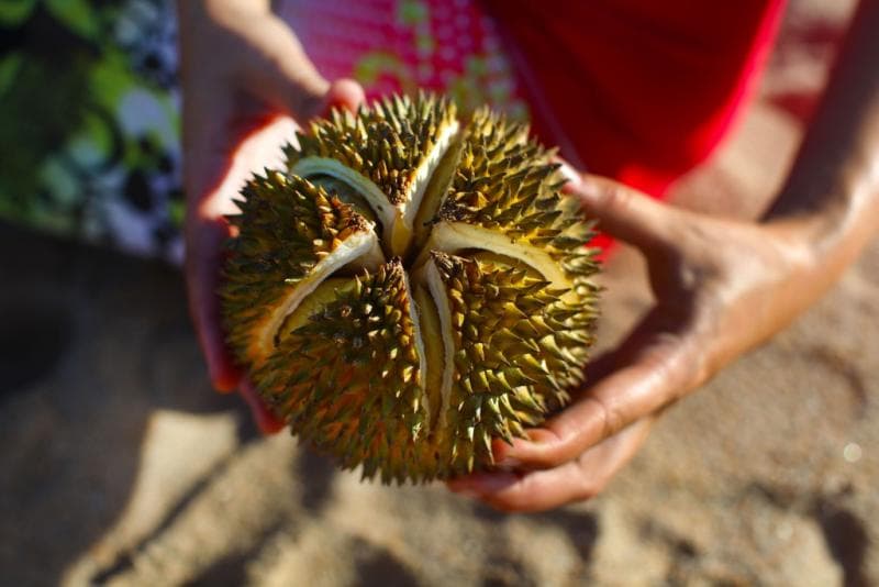 Butuh <i>effort </i>untuk membuka durian yang berkulit tebal dan berduri. (Alamy/Sabina Pensek)