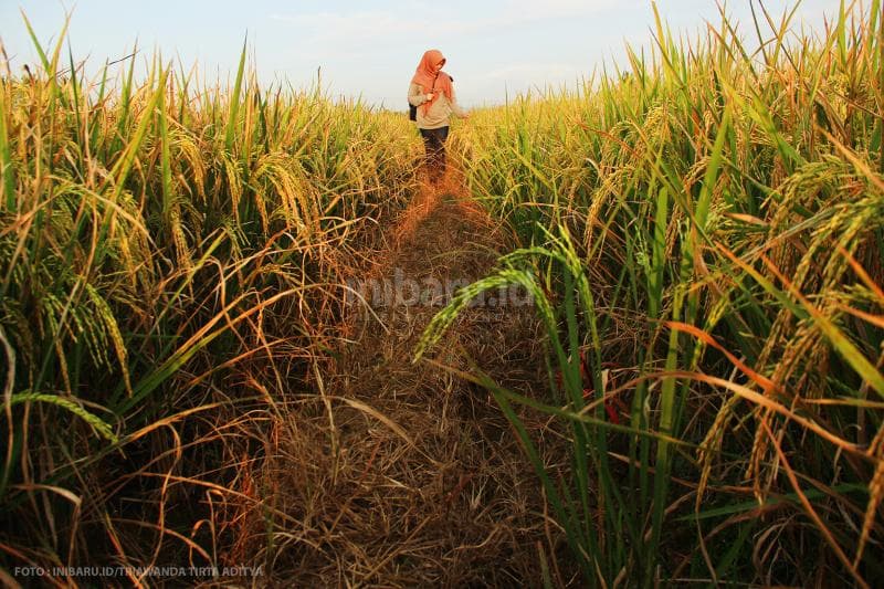 Menjadikan latar persawahan sebagai latar berfoto? Boleh, tapi jangan merusak ya!<br>