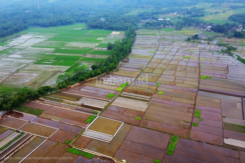 Foto udara area persawahan di Desa Rowoboni.<br>