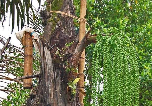 Pohon nira. (pedoman bengkulu)