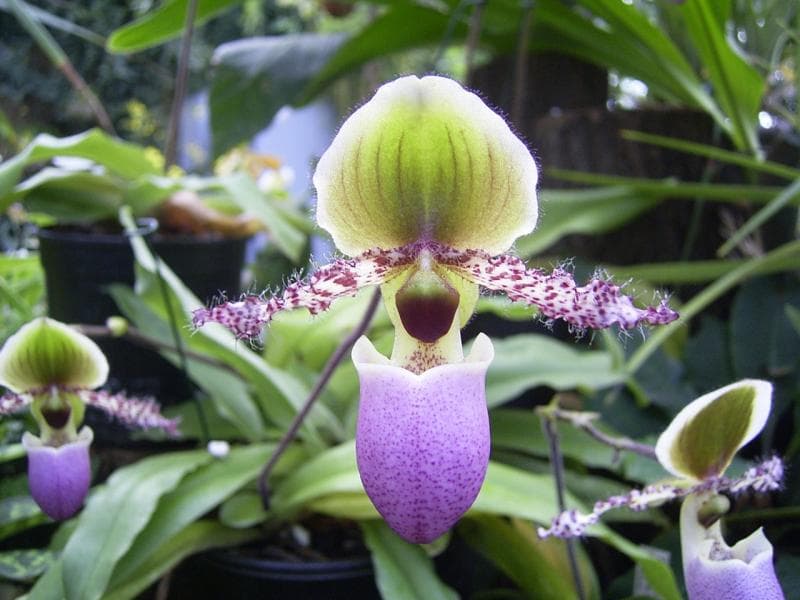 Bunganya yang berwarna ungu cerah berbentuk kantung membuat anggrek selop ini begitu indah. (Orchideen-wichmann)