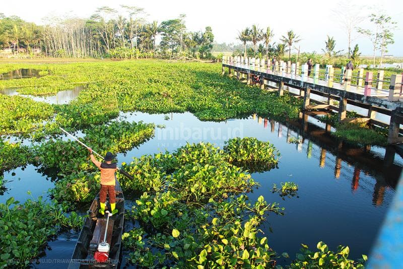 Eceng gondok menumpuk di sekitar jembatan.<br>