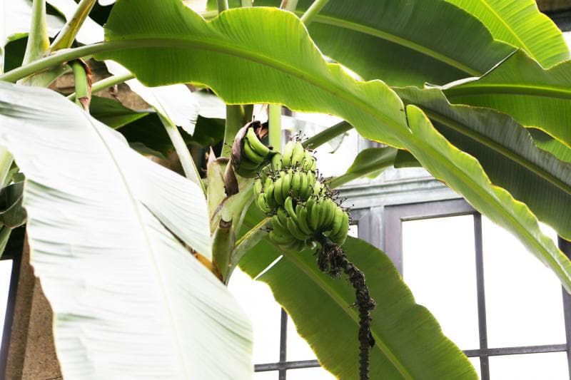 Pohon pisang. (Flickr/

Jim, the Photographer)