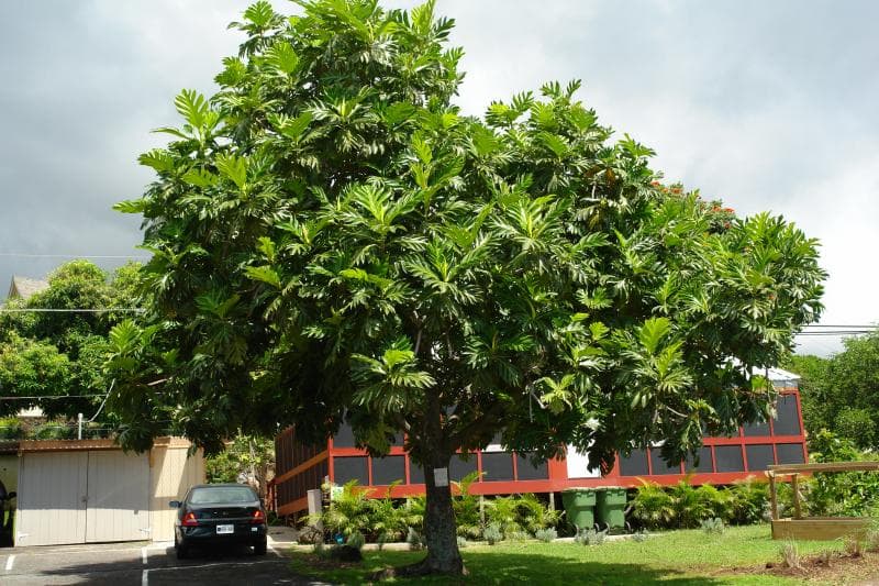 Pohon Sukun. (Flickr/Scot Nelson)<br>