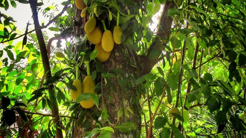 Pohon nangka. (Flickr/dennissylvesterhurd)