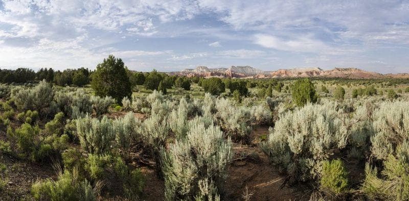 Semak sagebush. (Gettyimages)