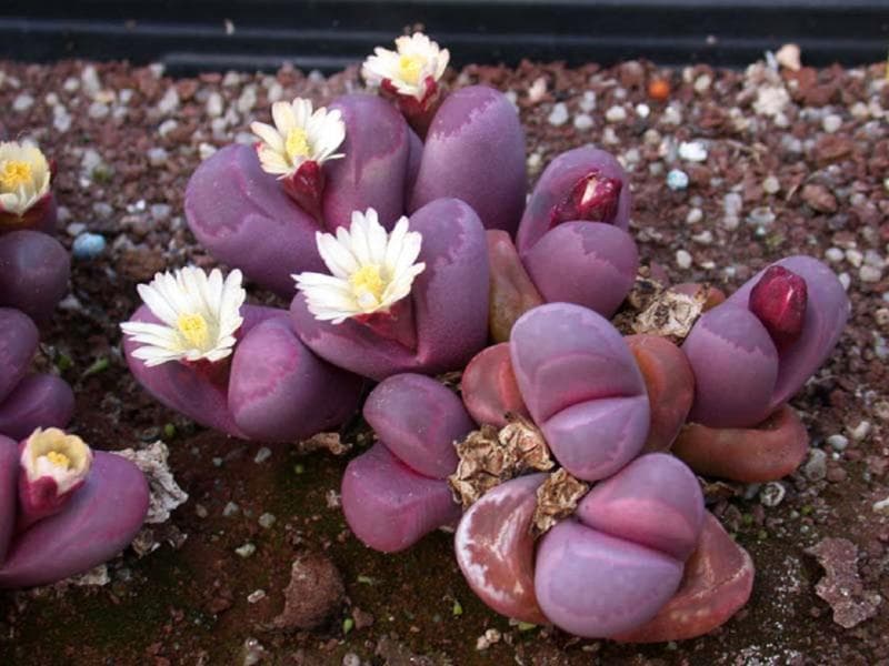 Lithops yang tengah berbunga. (Makemone.ru)