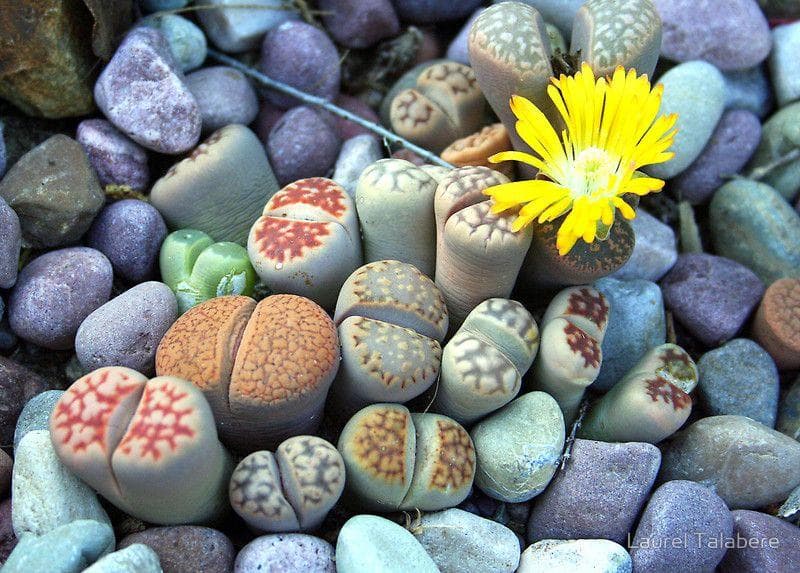 Lithops, 'batu' yang bisa berbunga. (Pinterest/Laurel Talabere)