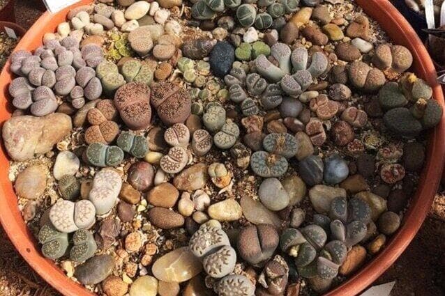 Lithops punya penampakan yang menyerupai batu. (Jane Perrone)