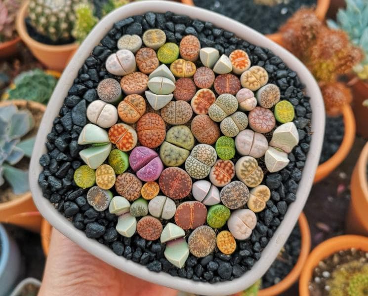 Warna-warni lithops, indah, bukan? (Pinterest)