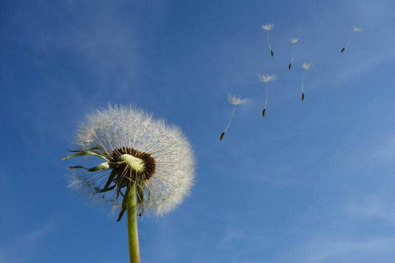 Ilustrasi: Dandelion menerbangkan bunganya untuk menebar benih di tempat yang jauh. (Pixabay/Michael Schwarzenberger)