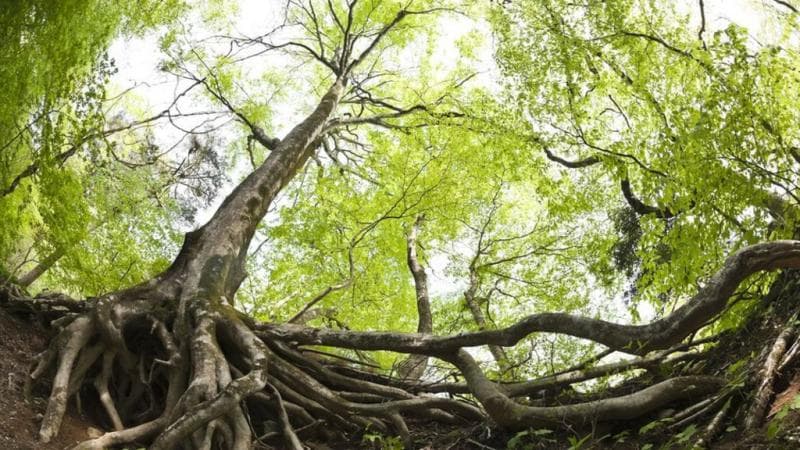 Tanaman berbagi makanan lewat jaringan akar. (Gettyimages)