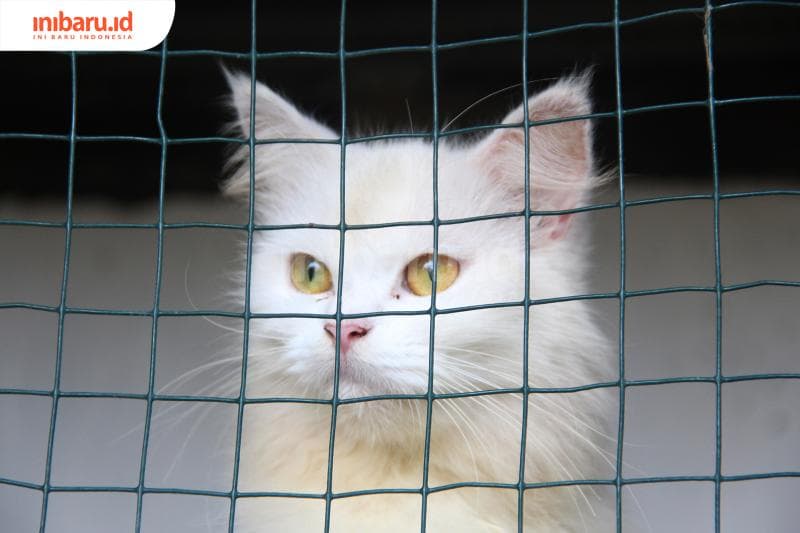 Jangan Digunting, Ini Yang Terjadi Kalau Kucing Nggak Punya Kumis