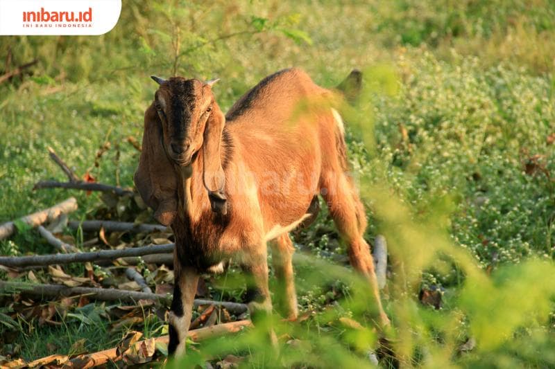 Ilustrasi kambing kurban. (Inibaru.id/ Triawanda Tirta Aditya)