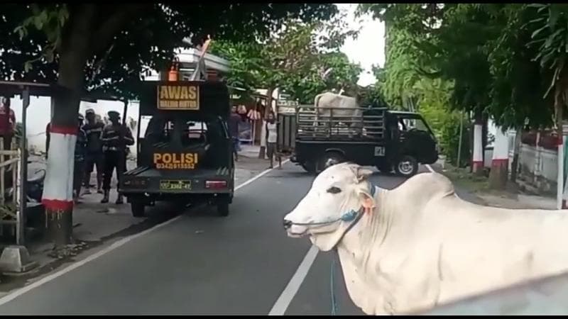 Sapi mengamuk di Blitar. (Urbanasia)<br>