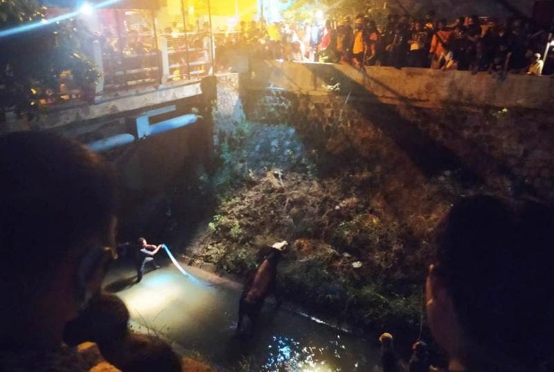 Sapi terjun ke sungai di Solo. (Joglosemar/Prabowo)<br>