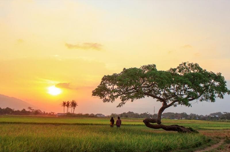 Pohon Pengantin saat senja. (Situs berita online)