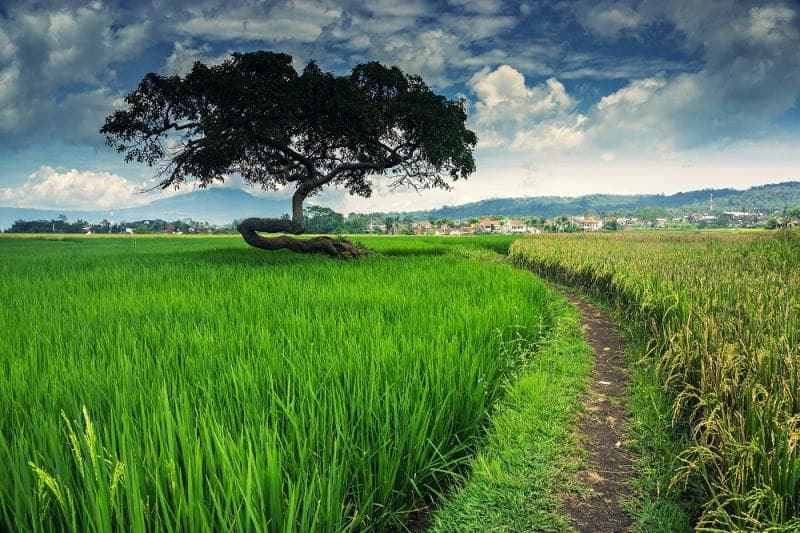 terletak di tengah hamparan sawah. (Shutterstock)