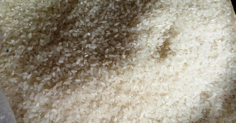 Bentuk beras Rojo Lele bulat dan warnanya putih susu. (JualBerasSolokAsli)<br>