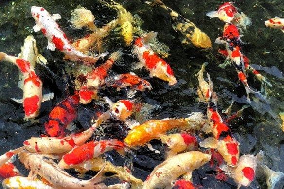 Ikan koi populer sebagai pembawa hoki. (Jabarnews)