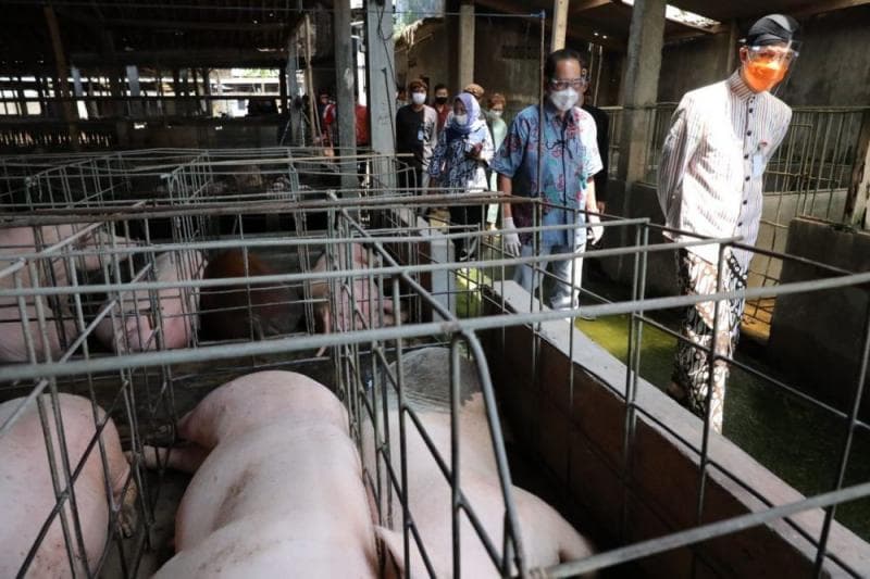 Ganjar Saat sidak ke peternakan babi. (Humah Prov jateng)