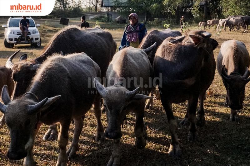 Kerbau-Kerbau Sigar Bencah, Angonan Turun-temurun yang Jadi Investasi Jangka Panjang