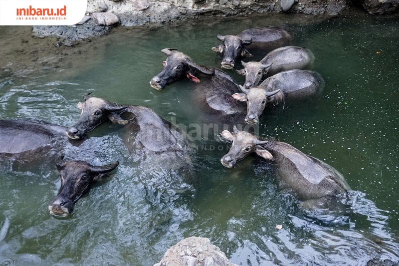 Sebelum dikandang, mandi dulu. (Inibaru.id/ Audrian F)<br>