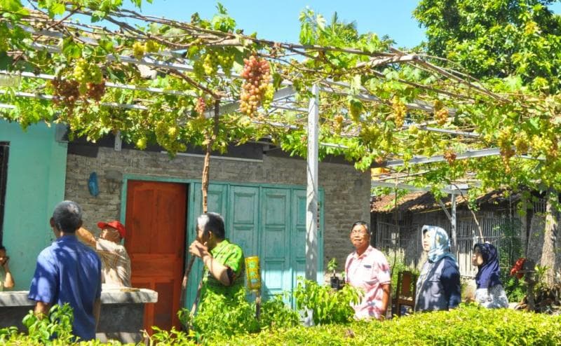 Wisatawan di Kampung Anggur. (bernasnews.com)