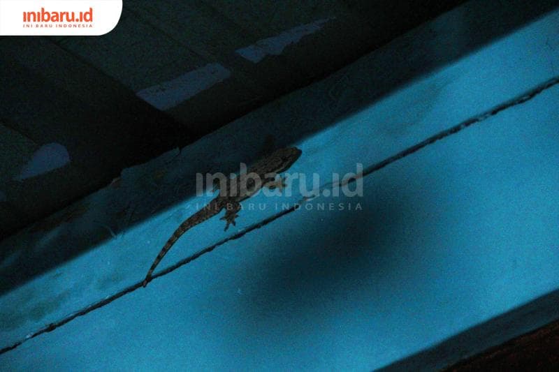 Cicak suka kolong meja dan celah sempit. (Inibaru.id/ Triawanda Tirta Aditya)
