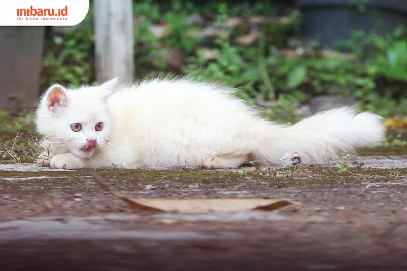 Kucing dapat mengusir cicak lo! (Inibaru.id/ Triawanda tirta Aditya)