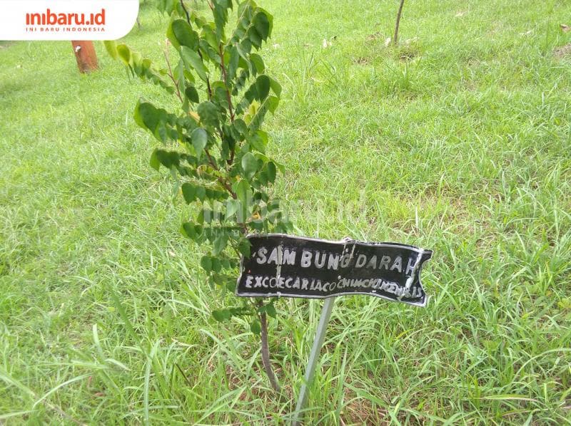 Tumbuhan sambung darah. (Inibaru.id/ Isma Swastiningrum)