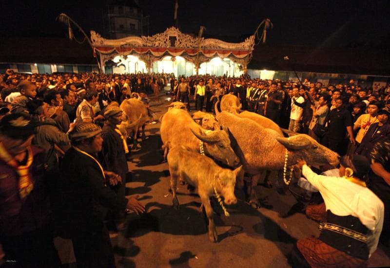 Arak-arakan kebo bule. (Rimanews)<br>