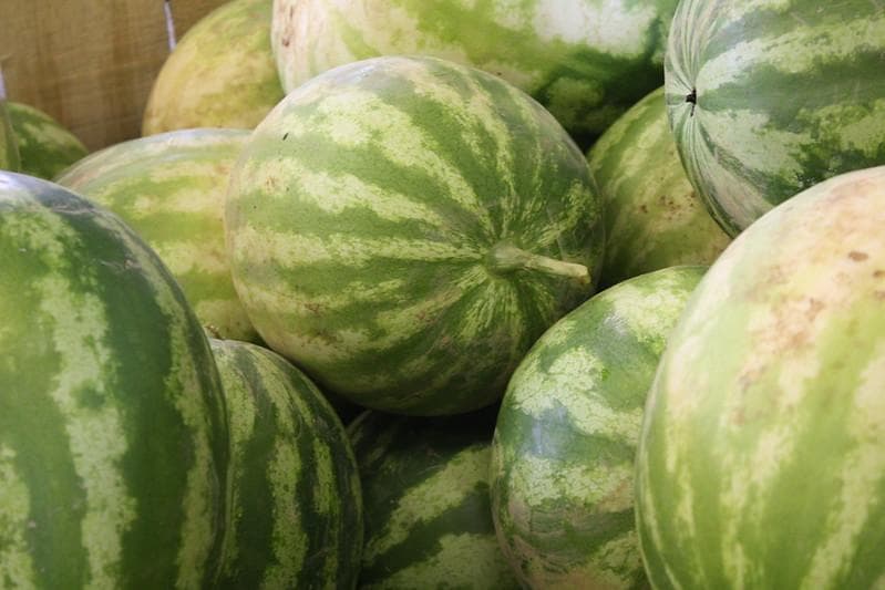 Tangkai semangka. (Flickr/

Jackson's Orchard)