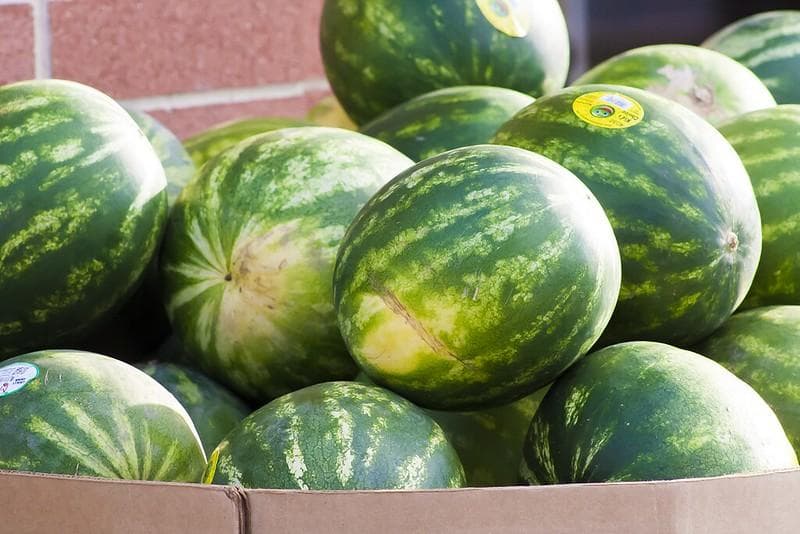 Kulit semangka memiliki bercak kekuningan. (Flickr/

Phera Laster)