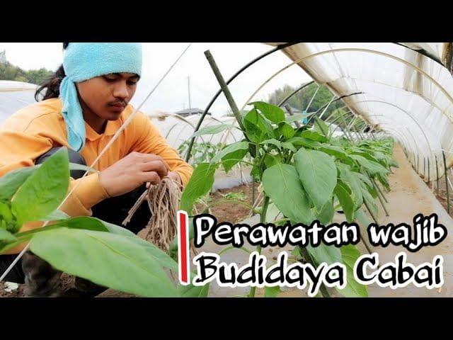 Zakaria sedang mengurus cabai di Jepang. (Youtube/Zakaria Sidik)<br>