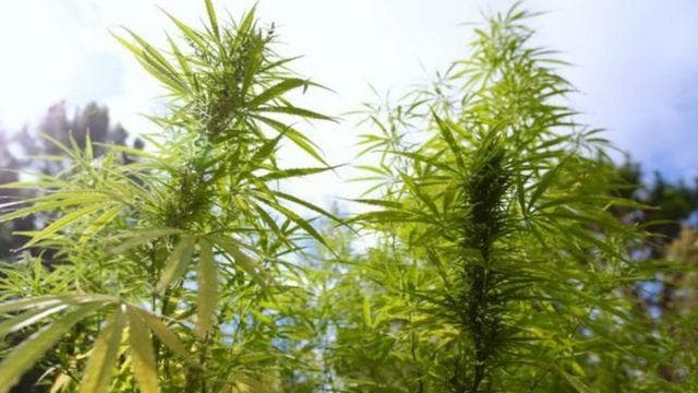 Ilustrasi: Tanaman ganja ditetapkan sebagai salah satu tanaman obat komoditas binaan Kementerian Pertanian oleh Menteri Pertanian Syahrul Yasin Limpo. (BBC)