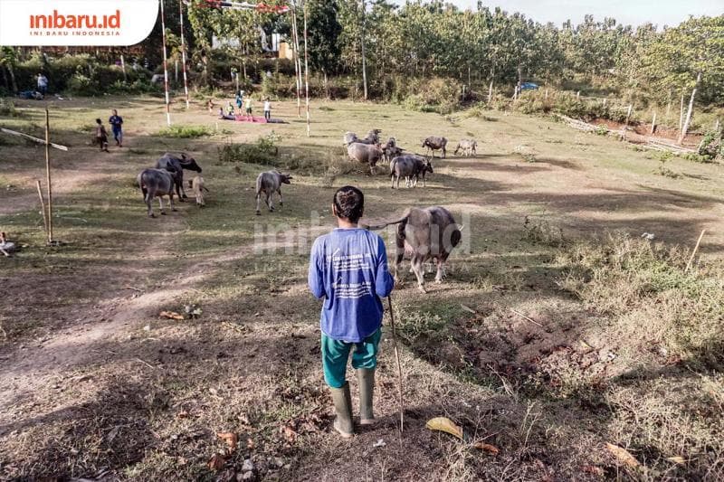Ilustrasi- Sesuai kesepakjatan warga setempat, memang saat itu sedang musim lepas ternak. (Inibaru.id/ Audrian F)<br>