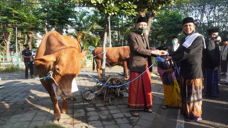 Ilustrasi: sapi. (Twitter/Suarasidoarjofm)