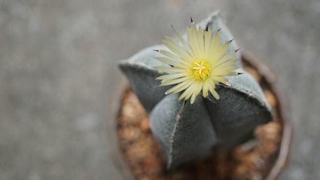 Kaktus mini astrophytum berbentuk seperti belimbing. (freepik)