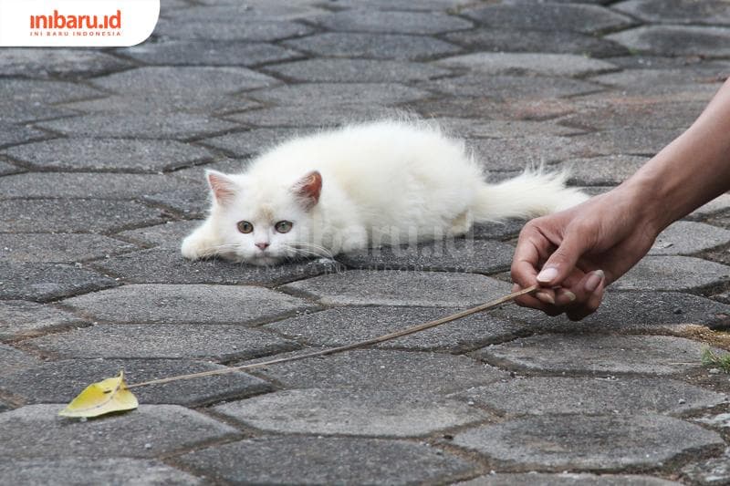 Kucingmu nggak malas kok! (Inibaru.id/ Triawanda Tirta Aditya)