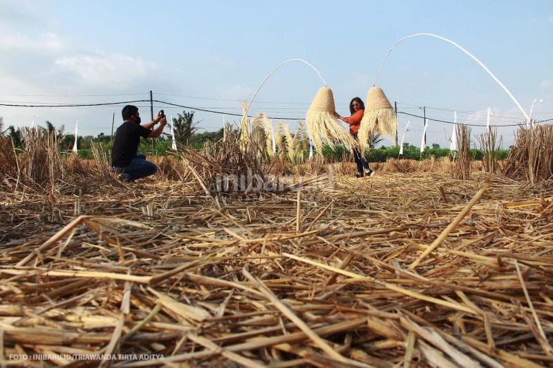 Kalau misal musim panen sudah usai, kamu masih bisa berselfie ria di sini.<br>