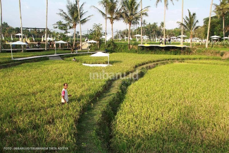 Lokawisata ini berkolaborasi dengan petani setempat, jadi jangan kaget kalau kamu bisa lihat aktivitas bertani di sini.<br>